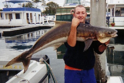 Cobia/Black Kingfish